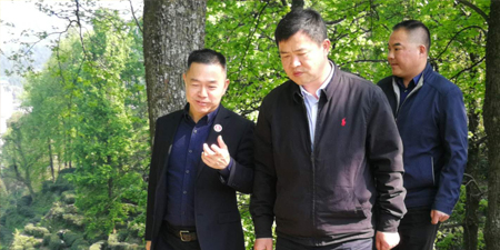 黄山市政府张正竹副市长莅临茶红天下股份调研指导
